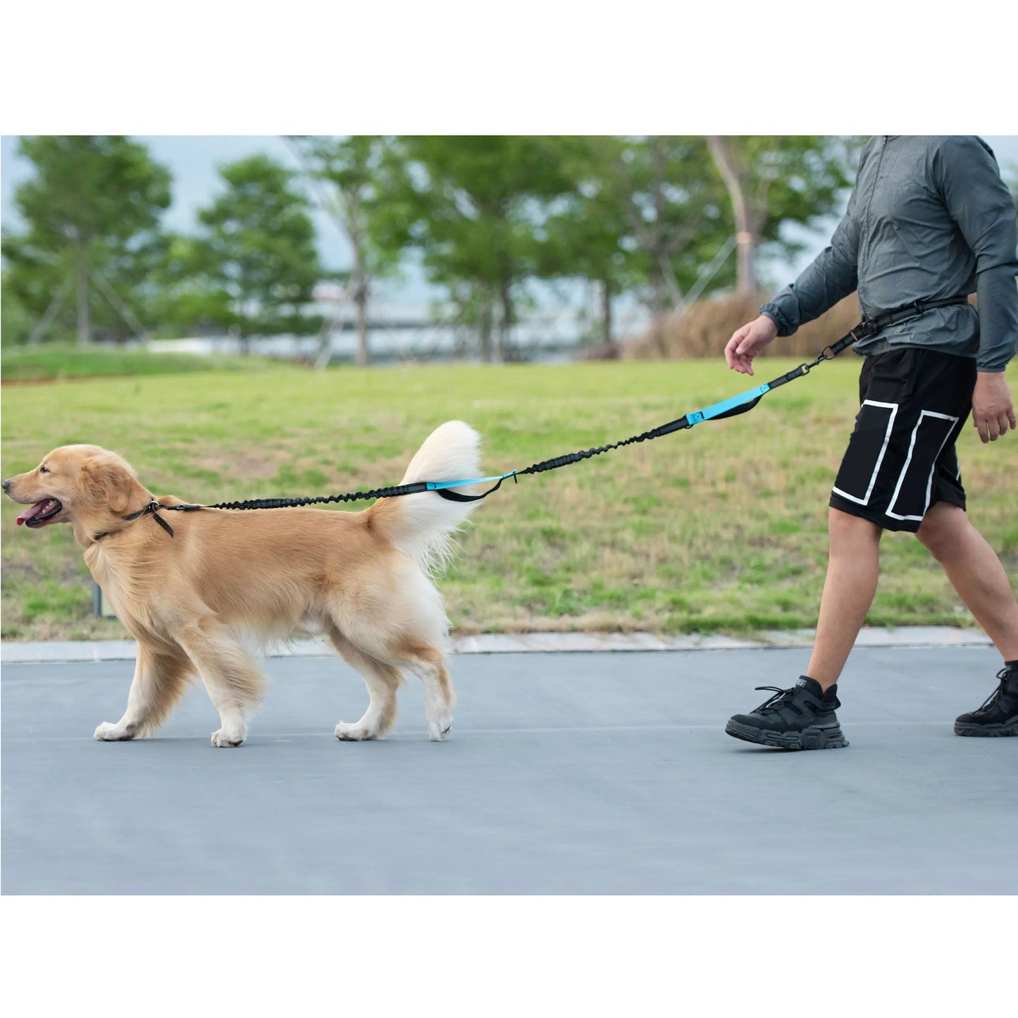 Correa Manos Libres con Bungee – Para Pasear y Correr con tu Perro